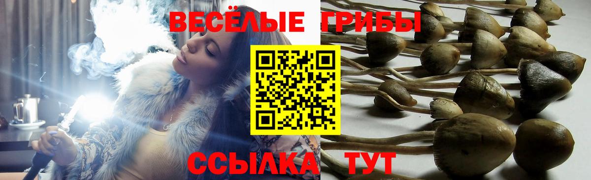 Псилоцибиновые грибы Cubensis  Барнаул 